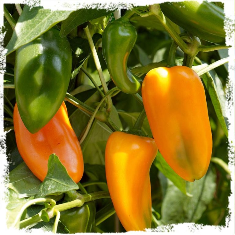 Paprika lang Rathgeb Bio