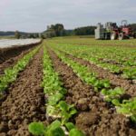 Die Pflänzchen werden auf den Boden hingestellt, damit sie sauber und gesund heranwachsen.