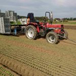 Frisch gepflanzter Nüsslisalat mit Pflanzequipe im Hintergrund.