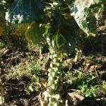 Rosenkohl mit Russtau (schwarzer Belag auf Röschen) wegen Weisser Fliege