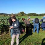 Rosenkohl im Hintergrund