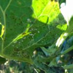 Weisse Fliege an Blatt von Rosenkohl