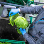 Viel Handarbeit vor dem Packen von Eisberg-Salat.