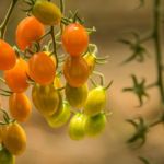 Orange Cherry-Tomaten. Ein Kunstwerk der Natur!