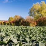 Winterwirz in Herbststimmung!