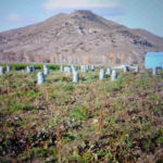 Die Erntehelfer wohnen während der Ernte in einer mobilen Hurte (siehe hinten rechts)