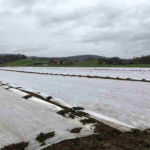 Frühkulturen werden mit Vlies gegen Kälte geschützt