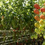 Erste reife Dattelcherry-Tomaten im Gewächshaus