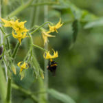 Natürliche Bestäubung der Tomatenblüten durch die Erdhummel