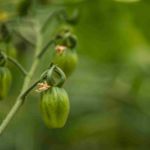Dattelcherry-Tomaten kurz vor der Reife