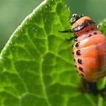 Gefrässige Larve des Kartoffelkäfers