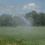 Beregnung eines Erbsenfeldes