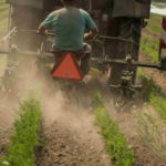 Karotten hacken im staubigen Boden. Wenigstens halten sich dabei auch die Unkräuter zurück!