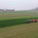 Novemberstimmung auf dem Karottenfeld!