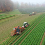 Umgehend nach der Ernte gelangen die Karotten in ein Kühllager und können so über Monate frisch gehalten werden.