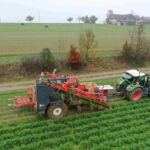 Die Karotten werden im Boden gelockert und dann mit einem Klemmband am Kraut aus dem Boden gehoben.