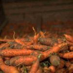 Unsere ersten Rüebli gelangen vom Feld direkt in den Verkauf.